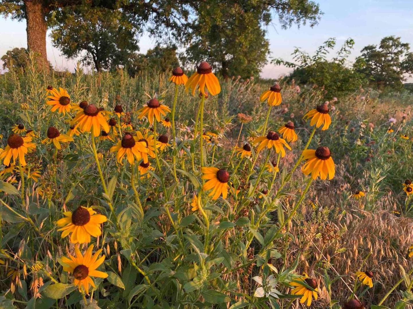 Nature Retreateclectic Country Boho Farmhouse Nocona Kültér fotó